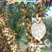 فروش انواع نهال میوه در ساری در گروه خرید فروش نهال - انواع گردو پسته بادام سلطانی انگور در یکمیوه
