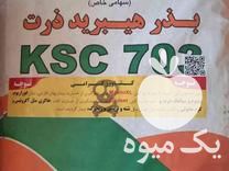 فروش انواع بذر ذرت در اصفهان در گروه خرید فروش عمده ذرت - بلال مکزیکی علوفه دانه کشاورز در یکمیوه -عکس1