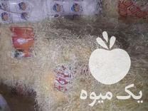 فروش پوشال سیب در مراغه در گروه خرید فروش عمده سیب - زرد و قرمز گلاب پاییزه در یکمیوه -عکس1