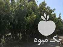 فروش برگ درخت شاه توت در مینودشت در گروه خرید فروش عمده توت - خرید شاتوت سفید طلایی موزی قرمز در یکمیوه -عکس1