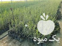 فروش نهال زیتون خوراکی_روغنی میشن امریکایی در ساری در گروه خرید فروش نهال - انواع گردو پسته بادام سلطانی انگور در یکمیوه -عکس1