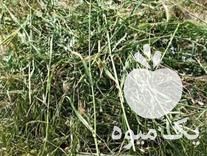 فروش علوفه تمیز و تازه چیده شده در سنندج در گروه خوراک دام و طیور - پرواری شیری علوفه یونجه در یکمیوه -عکس1
