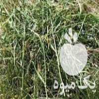 فروش علوفه تمیز و تازه چیده شده در سنندج در گروه خوراک دام و طیور - پرواری شیری علوفه یونجه در یکمیوه