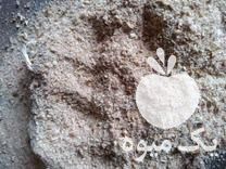 فروش خاک اره پوست گردو در تویسرکان در گروه گردو - کاغذی سنگی سوزنی خوشه ای توسرکان در یکمیوه -عکس1