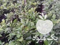 فروش نهال گردو پکان خوشه ای آمریکایی در آمل در گروه خرید فروش نهال - انواع گردو پسته بادام سلطانی انگور در یکمیوه -عکس1