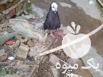 فروش یک عدد کبوتر کاکولی و پاپر ویک عدد جوجه سرخ دانه خور در نگین شهر در گروه انواع سرخ شده و پخته شده - فروش عمده در یکمیوه -عکس1