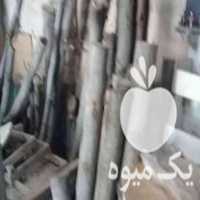 فروش درخت گردو ومقداری چوب برش خورده در تهران در گروه خرید فروش عمده چوب- زغال چوب گردو تبریزی خام در یکمیوه