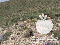 فروش آذربه وچای کوهی در همدان در گروه خرید فروش عمده چای - سبز ترش کوهی سیاه در یکمیوه -عکس1