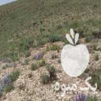 فروش آذربه وچای کوهی در همدان در گروه خرید فروش عمده چای - سبز ترش کوهی سیاه در یکمیوه