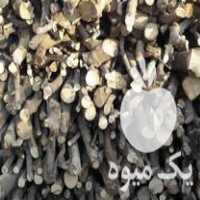 خریدار چوب انجیر و دیگر چوبهای باغی در کرمانشاه در گروه خرید فروش عمده چوب- زغال چوب گردو تبریزی خام در یکمیوه