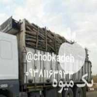 فروش چوب اکالیپتوس مرکبات پرتقال در دزفول در گروه خرید فروش عمده چوب- زغال چوب گردو تبریزی خام در یکمیوه