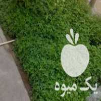 فروش شتیل گوجه پرس درجه 1 در میاندوآب در گروه خرید فروش عمده گوجه فرنگی - فرنگی سبز قرمز سیاه کبابی ربی در یکمیوه