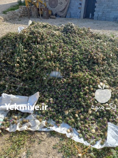 بذر خارمریم در گنبد کاووس در گروه خرید فروش عمده گیاهان دارویی - معطر خشک خواص دار در یکمیوه -عکس1