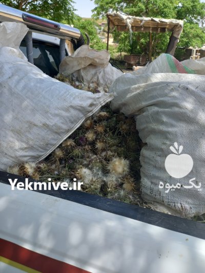 بذر خارمریم در گنبد کاووس