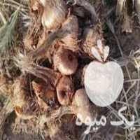 فروش پیاز زعفران شفیعی در کاشمر در گروه خرید فروش عمده زعفران - قائنات قیمت خراسان بهرامن گرم در یکمیوه