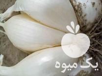 فروش پیاز زود رس محلی مخصوص راستوران و اشپز خانه در سردشت در گروه خرید فروش عمده پیاز - قرمز سفید زرد ترشی تازه انباری در یکمیوه -عکس1