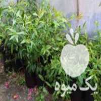 فروش نهال آلوچه و انار انجیر نارنج گل اطلسی و پالم واشنگتن در بهشهر در گروه خرید فروش نشا - انواع گوجه برنج کاهو پیاز کاری فرنگی در یکمیوه