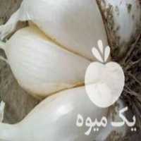 فروش پیاز زود رس محلی مخصوص راستوران و اشپز خانه در سردشت در گروه خرید فروش عمده پیاز - قرمز سفید زرد ترشی تازه انباری در یکمیوه