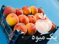 فروش سبد میوه در نکا در گروه خرید فروش انواع سبد - میوه پلاستیکی چوبی گل در یکمیوه -عکس1