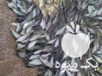 فروش بهترین نژاد بچه ماهی و غذای ماهی ارسال سرتاسر ایران در سنگر در گروه انواع ماهی - سالمون شیر کپور قرمز شوریده سفید گوپی مرکب در یکمیوه -عکس1