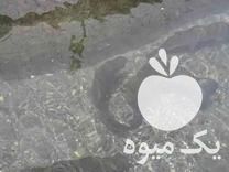 فروش ماهی زنده در استخر در تنکابن در گروه انواع ماهی - سالمون شیر کپور قرمز شوریده سفید گوپی مرکب در یکمیوه -عکس1