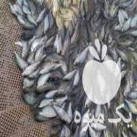 فروش بهترین نژاد بچه ماهی و غذای ماهی ارسال سرتاسر ایران در سنگر در گروه انواع ماهی - سالمون شیر کپور قرمز شوریده سفید گوپی مرکب در یکمیوه