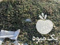 فروش بذر خارمریم در کلات در گروه خرید فروش بذر - انواع محصول کشاورزی گوجه کتان میوه درخت در یکمیوه -عکس1