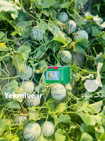 بذرملون شاهپسند در بوشهر در گروه خرید فروش عمده ملون - صادراتی صیفی تازه فروش عمده در یکمیوه