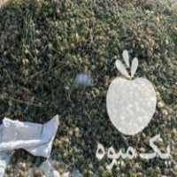 فروش بذر خارمریم در کلات