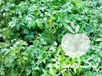 فروش نشا گوجه زیتونی و کلم پیچ در شیراز در گروه خرید فروش نشا - انواع گوجه برنج کاهو پیاز کاری فرنگی در یکمیوه -عکس1