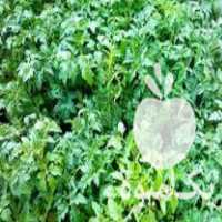 فروش نشا گوجه زیتونی و کلم پیچ در شیراز در گروه خرید فروش نشا - انواع گوجه برنج کاهو پیاز کاری فرنگی در یکمیوه