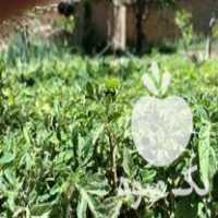 فروش شتیل گوجه رب در زنجان در گروه خرید فروش عمده گوجه فرنگی - فرنگی سبز قرمز سیاه کبابی ربی در یکمیوه