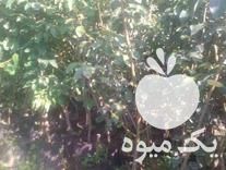 فروش حراج انواع نهال گلدانی در دلند در گروه خرید فروش نهال - انواع گردو پسته بادام سلطانی انگور در یکمیوه -عکس1