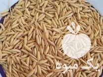 فروش بذر برنج بهنام  درجه یک قیمت کیلویی 115 هزار تومان در ساری در گروه خرید فروش عمده برنج - نیم دانه عنبر بو هاشمی کاظمی هندی پاکستانی در یکمیوه -عکس1
