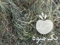 فروش علوفه و خوراک دام در قائم شهر در گروه خشک کن - میوه سبزی صنعتی خدمات دستگاه در یکمیوه -عکس1