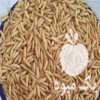 فروش بذر برنج بهنام  درجه یک قیمت کیلویی 115 هزار تومان در ساری در گروه خرید فروش عمده برنج - نیم دانه عنبر بو هاشمی کاظمی هندی پاکستانی در یکمیوه
