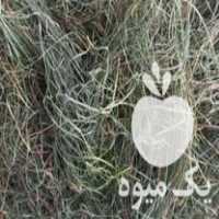 فروش علوفه و خوراک دام در قائم شهر در گروه خشک کن - میوه سبزی صنعتی خدمات دستگاه در یکمیوه