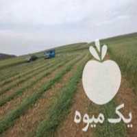 فروش پرس علوفه علف در اردبیل در گروه خوراک دام و طیور - پرواری شیری علوفه یونجه در یکمیوه