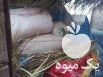 فروش بذر گندم چمران دو رودبار در جیرفت در گروه خرید فروش بذر - انواع محصول کشاورزی گوجه کتان میوه درخت در یکمیوه -عکس1