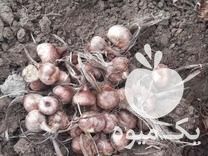 فروش پیاز زعفران مرغوب در مشهد در گروه خرید فروش عمده زعفران - قائنات قیمت خراسان بهرامن گرم در یکمیوه -عکس1