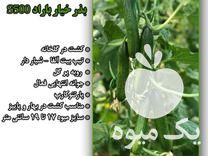 فروش بذر خیار باراد s 500 در تهران در گروه خرید فروش عمده گیاهان زینتی - گرمسیری آپارتمانی باغچه آب در یکمیوه -عکس1