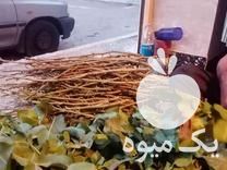 فروش شاخه پسته برای پیوند در بوئین زهرا در گروه پسته - کوهی شامی خام اکبری تازه کله قوچی در یکمیوه -عکس1