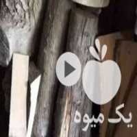 فروش چوب جنگلی و باغی در چالوس در گروه خرید فروش عمده چوب- زغال چوب گردو تبریزی خام در یکمیوه