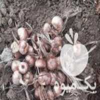 فروش پیاز زعفران مرغوب در مشهد در گروه خرید فروش عمده زعفران - قائنات قیمت خراسان بهرامن گرم در یکمیوه