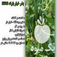 فروش بذر خیار باراد s 500 در تهران در گروه خرید فروش عمده گیاهان زینتی - گرمسیری آپارتمانی باغچه آب در یکمیوه