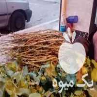 فروش شاخه پسته برای پیوند در بوئین زهرا در گروه پسته - کوهی شامی خام اکبری تازه کله قوچی در یکمیوه