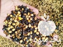 فروش سویا دامی درجه 2 در دزفول در گروه خرید فروش عمده دانه های روغنی - کلزا خردل آفتابگردان بادام کنجد سویا در یکمیوه -عکس1