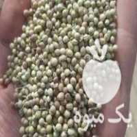 فروش گشنیز توپی در بیستون در گروه خرید فروش عمده غلات و حبوبات - لپه عدس نخود لوبیا در یکمیوه