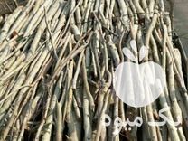 خرید انواع چوب الات باغی وتنه درختان در ساری در گروه خرید فروش عمده چوب- زغال چوب گردو تبریزی خام در یکمیوه -عکس1