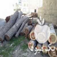 خریدار انواع چوب چوب تنه گردو در صحنه در گروه خرید فروش عمده چوب- زغال چوب گردو تبریزی خام در یکمیوه